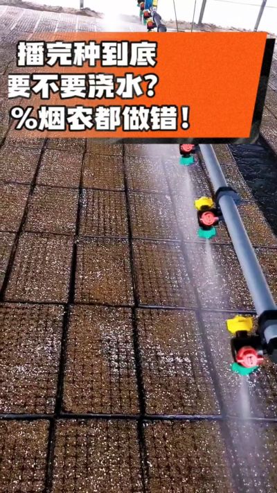 烤烟播完种一定要浇透底水，喷雾慢浇、别大水冲，盘底漏水才算到位，出苗又齐又壮！#烤烟育苗 #烤烟种植 #烟农干货 #育苗技术