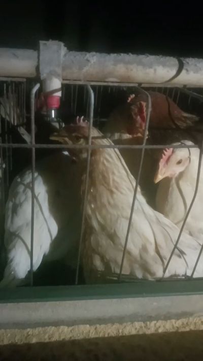 这鸡群在怪叫，怪叫的原因是痰化黏着，形成的比呼噜更重的一种呼吸道。其病因为肺中有热，热灼而痰黏，从而引起的怪叫。