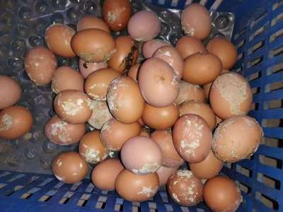 蛋禽出现肠炎拉稀，粪蛋偏多的原因