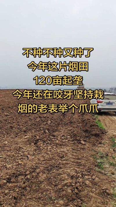 不种不种又种啦，还在咬牙坚持栽烟的老表集合啦！