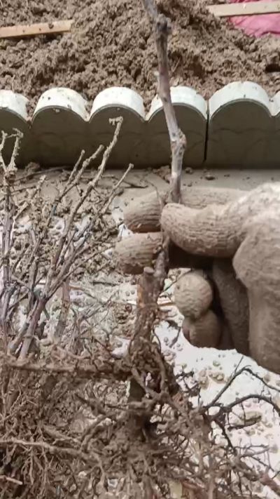 巨峰葡萄苗。优质种苗。需要联系18534302961