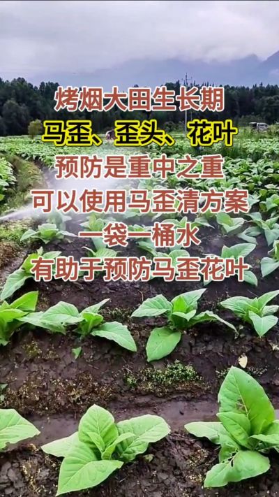 烤烟大田生长期，马歪歪头花叶预防是重中之重，可以使用马歪清方案，一袋一桶水，有助于预防马歪花叶。
烤烟管理早做一步，后期少操心！#烤烟种植#烤烟管理#烤烟大田管理#烤烟病害防治