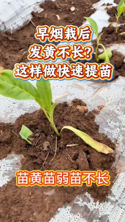 家人们，早烟栽下去发黄不长？别愁！温度低容易出这问题，做好保温、少浇水、补点营养，三五天苗就精神了～ 弱苗转壮苗的招，咱烟农得知道！早烟缓苗