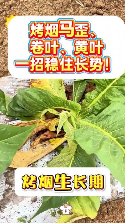 烤烟马歪、卷叶、黄叶不用愁！
一袋一桶水，喷施简单，长势更稳！
需要正品渠道，私信我！
关注我，烤烟管理不迷路！