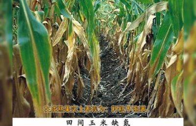 系统，重点的讲解氮肥的作用及缺氮的简单判断