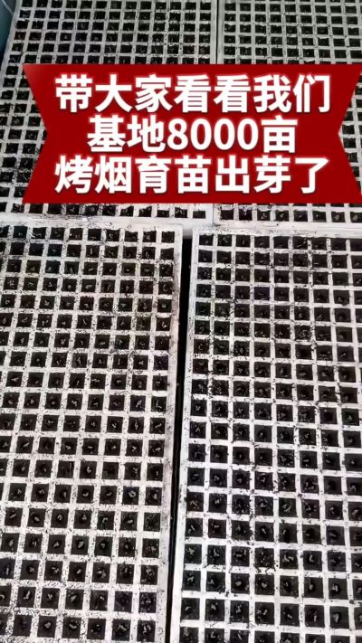 烟农日常  老表你那边今年苗子出的怎么样#烤烟种植技术与管理 #烤烟育苗 #三农