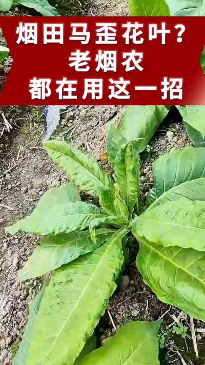 烤烟马歪、花叶不用愁！老烟农都在用的土方法，预防效果好。想了解用法的评论区留言。 #烤烟管理 #烤烟病害 #烤烟马歪 #烤烟花叶病