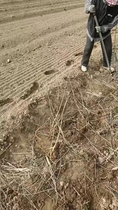 出售臭椿苗，巨峰葡萄苗。药用连翘苗，科研五号优质种苗，2/5年苗，药用连翘树，挂果树，全国包邮到家！财富密码18534302961