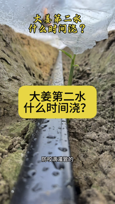 大姜第二水什么时间浇？