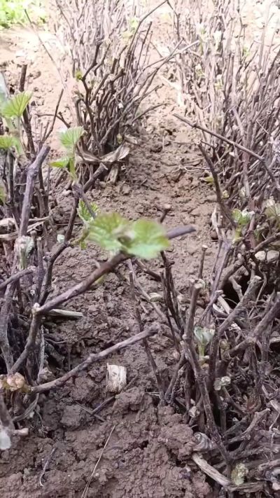 出售五角枫2年苗，500棵。巨峰葡萄苗。2000棵。低价处理。需要联系18534302961